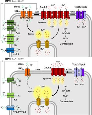 Vascular smooth muscle ion channels in essential hypertension